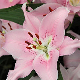 Лилия восточная Компаньон