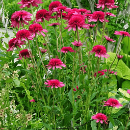 Эхинацея пурпурная Southern Belle