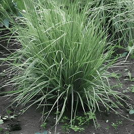 Молиния голубая Carmarthen