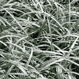 Офиопогон японский Silver dragon