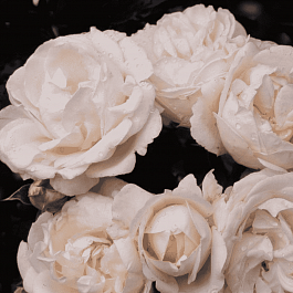 Роза Флорибунда Schweizer Garten