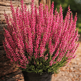 Вереск обыкновенный Red Marlies