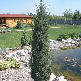 Можжевельник обыкновенный Сентинел