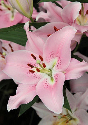 Лилия восточная Компаньон