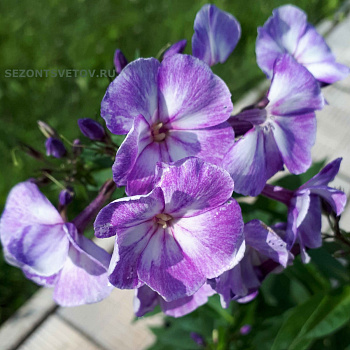 Флокс метельчатый Юник Олд Блу НАБОР 2ШТ (1+1)