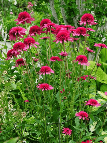 Эхинацея пурпурная Southern Belle