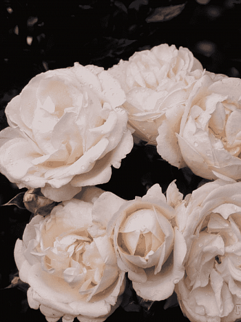 Роза Флорибунда Schweizer Garten