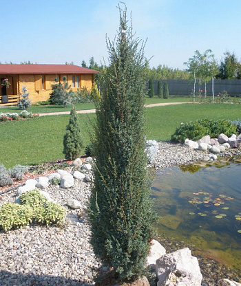 Можжевельник обыкновенный Сентинел