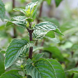 Мята Мультимента