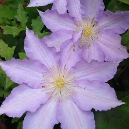 Клематис Thyrislund