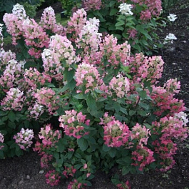 Гортензия метельчатая Мэджикал Файр Гортензия метельчатая Мэджикал Файр