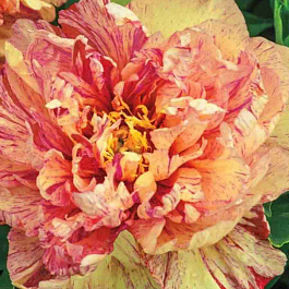 Пион ИТО Loliepop