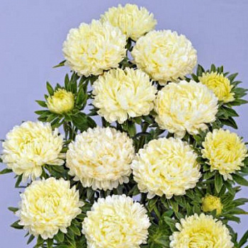 Астра Бьютифул Дэй Еллоу