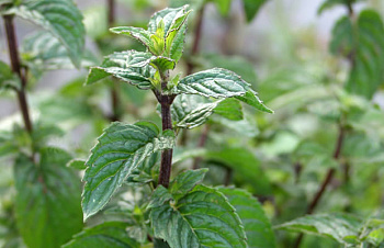 Мята Мультимента