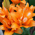 Лилия азиатская махровая Дабл Ориндж