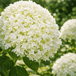 Гортензия древовидная Strong Annabelle