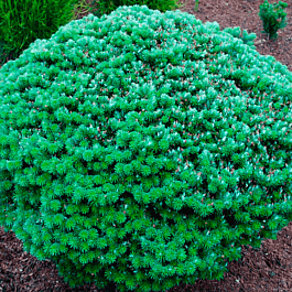 Пихта корейская Kristallkugel