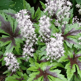 Тиарелла Sugar and Spice