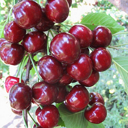 Черешня Любимица Астахова Черешня Любимица Астахова