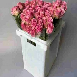 Роза чайно-гибридная Vem