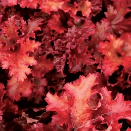 Гейхера Zipper