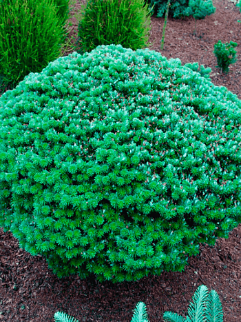 Пихта корейская Kristallkugel