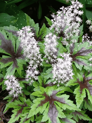 Тиарелла Sugar and Spice