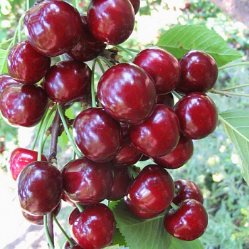 Черешня Любимица Астахова