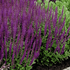 Шалфей дубравный Ostfriesland