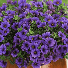 Калибрахоа Cabaret Early Deep Blue (кашпо)