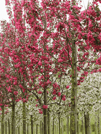 Яблоня декоративная Mokum