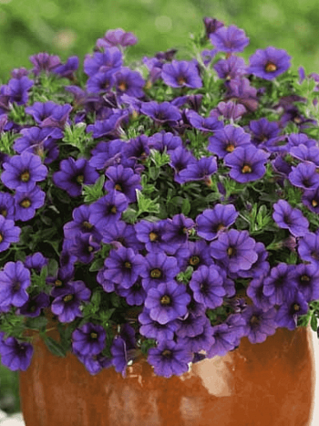 Калибрахоа Cabaret Early Deep Blue (кашпо)