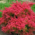 Барбарис Тунберга Barberry