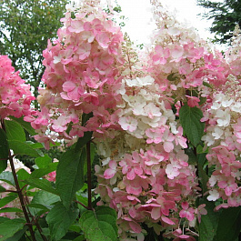 Гортензия метельчатая Pink Lady на штамбе