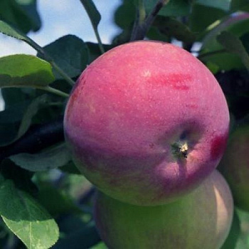 Яблоня Фармел