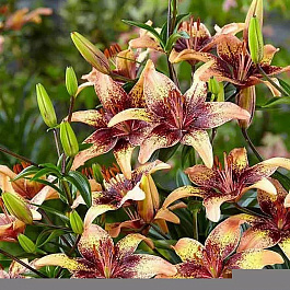 Лилия азиатская Танго Голден Браун