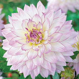 Георгина декоративная Крейзи Лав