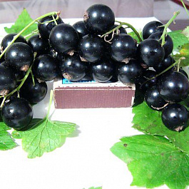 Смородина черная Ильинка