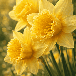 Нарцисс Art Design