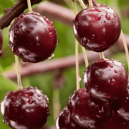 Вишня Морель Брянская