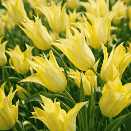 Тюльпан Johan Cruijff