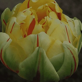 Тюльпан Махровый Glamour Unique