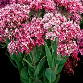 Очиток гибридный Class Act