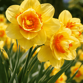 Нарцисс Texas