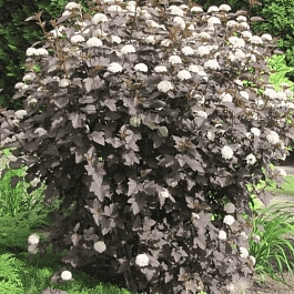 Пузыреплодник калинолистный Diabolo