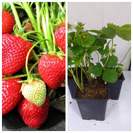 Земляника садовая Верити НАБОР 3ШТ Земляника садовая Верити НАБОР 3ШТ