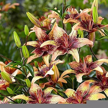 Лилия азиатская Танго Голден Браун