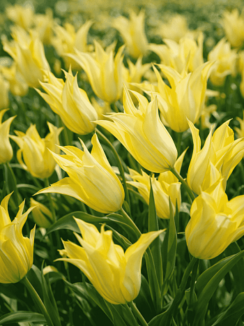 Тюльпан Johan Cruijff