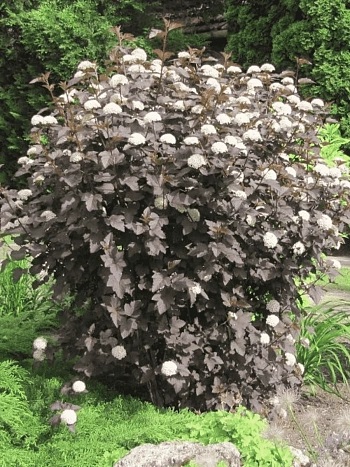 Пузыреплодник калинолистный Diabolo