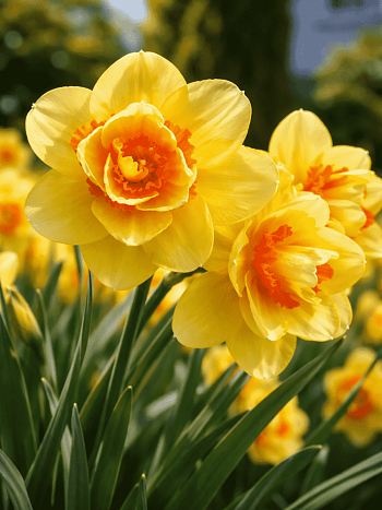 Нарцисс Texas